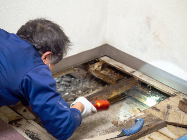 Best Office Mold Removal Services  in West Deland, FL