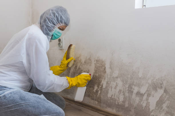 Office Mold Removal Services in West Deland, FL