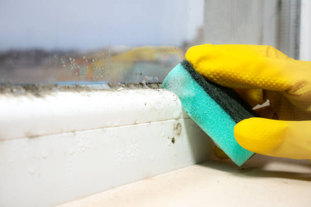 Best Local Mold Removal Service  in West Deland, FL