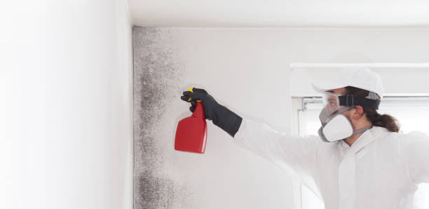 Professional Mold Removal in West Deland, FL