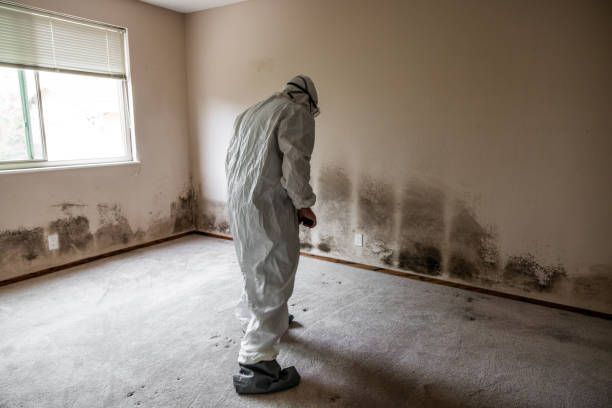 Mold Removal Process in West Deland, FL