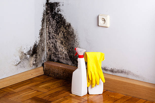 Best Mold Removal Near Me  in West Deland, FL