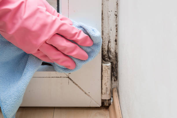 Best Mold Removal Process  in West Deland, FL